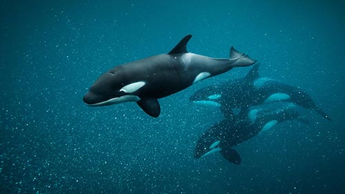 The Secret Life of Orcas