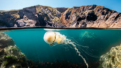 Ocean with David Attenborough