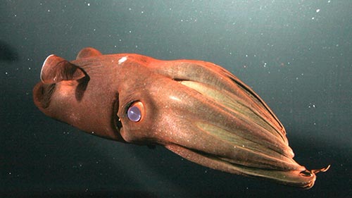 Deep Sea Dwellers