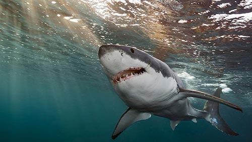 Investigation Shark Attack