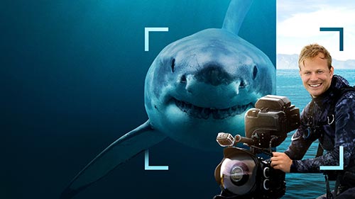 Sharks Up Close with Bertie Gregory