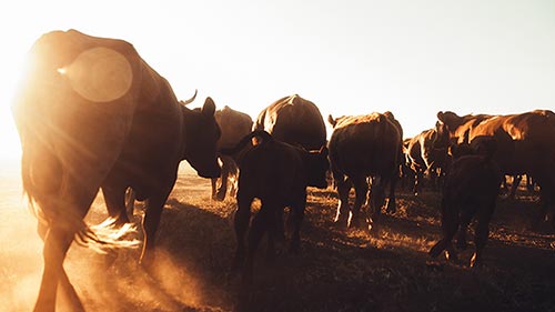 Oplossings vir die Platteland