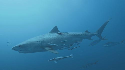 Cannibal Sharks: Shark vs Shark