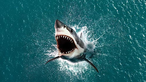 Battle for Shark Mountain