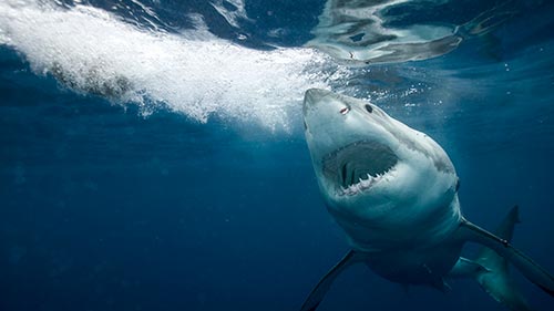 Great White Reign of Terror