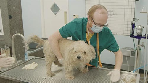 Critter Fixers: Country Vets 4