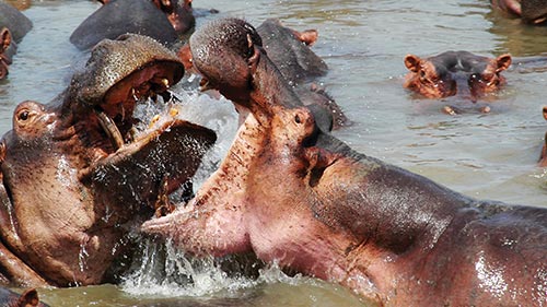 Africa's River Titans