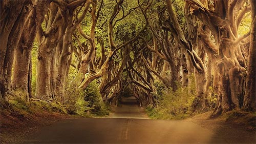 The Secret Life of Trees