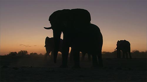 Heart of the Elephant