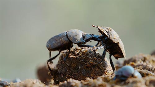 Dung Mafia