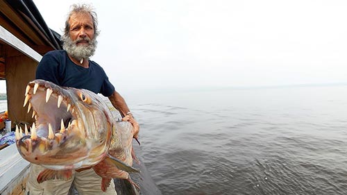 Tigerfish: Africa's Piranha