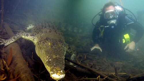 Diving with Crocodiles