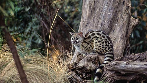 Africa's Secret Creatures