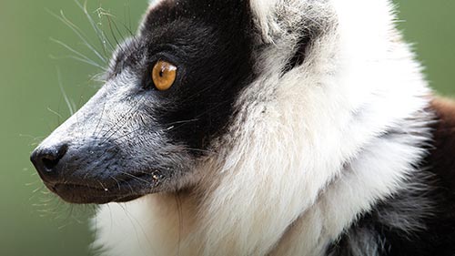 Madagascar: Africa's Galapagos