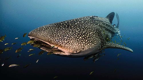 Secret Ways of a Whale Shark