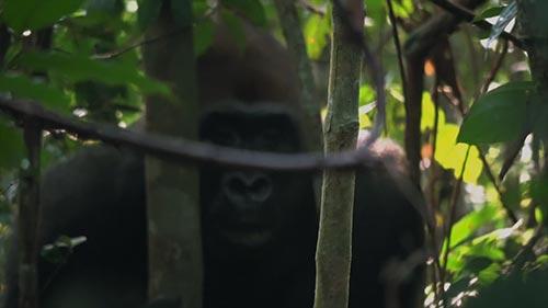 Ghost of the Silverback