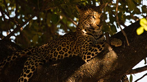 Leopards of Dead Tree Island
