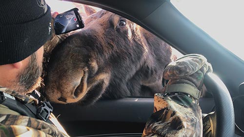 Close Encounters of the Wild Kind