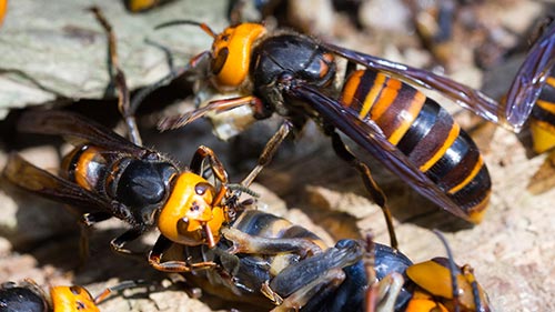 Asia's Killer Hornets