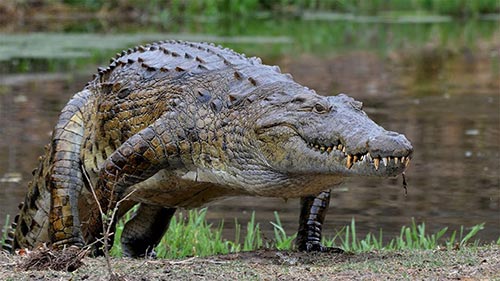 Crocodile - Australia's Greatest Survivor