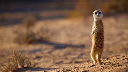 Africa's Wild Geniuses
