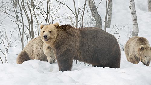 Winter of the Bear
