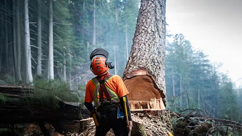 The Last Woodsmen 2