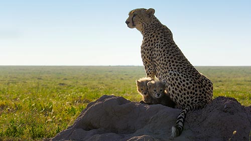 Cheetahs Up Close with Bertie Gregory