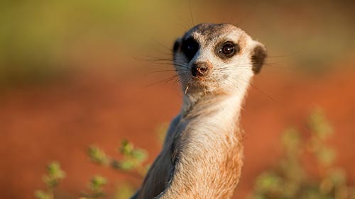 Kalahari Meerkats 2