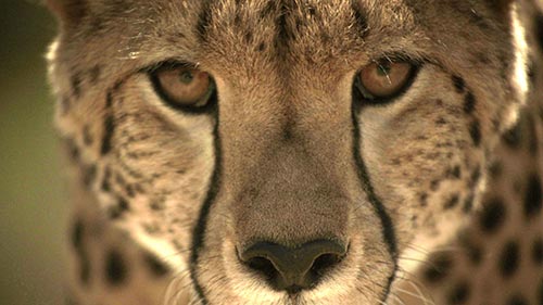 Big Cat Planet
