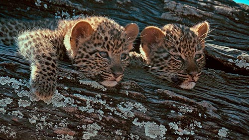 Mashatu: Land of Leopards