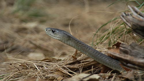 The Hidden World of Snakes