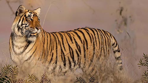 Legendary Tigers of India