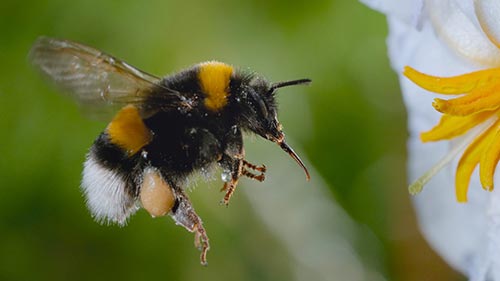 Secrets of the Bees
