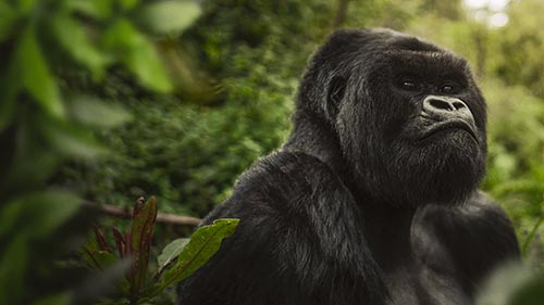 A Gorilla Story: Told by David Attenborough