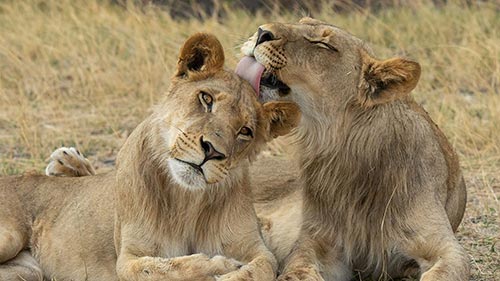 Big Cats 24/7 2