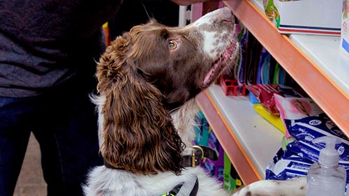 Dog Detectives