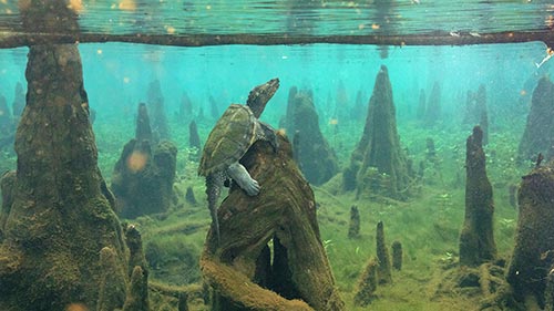 American Amazon