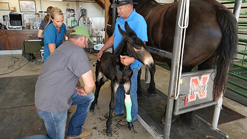 Heartland Docs, DVM 5
