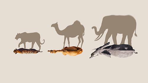 Mammals