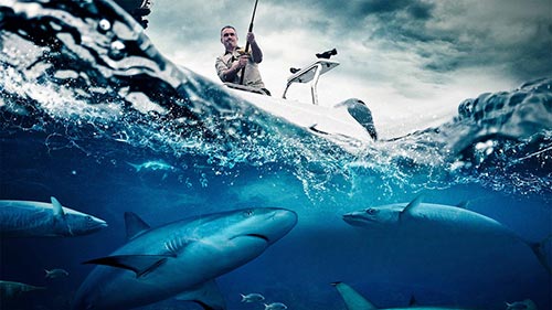 Cyril Chauquet Wild Catch