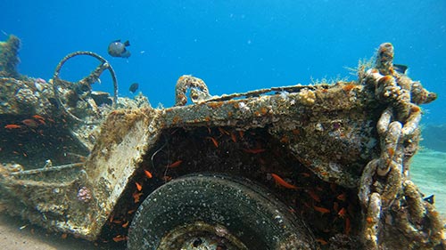 Red Sea: Evolution's Magic Garden