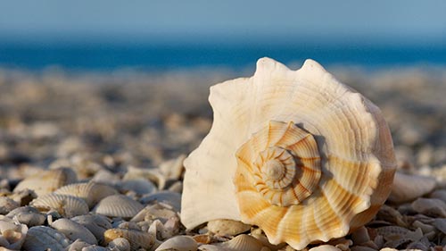 Shells: Shaped by Nature