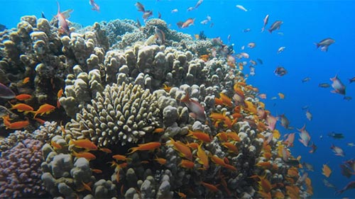 Deep Sea Titans