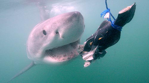 Invasion of the Mega Sharks