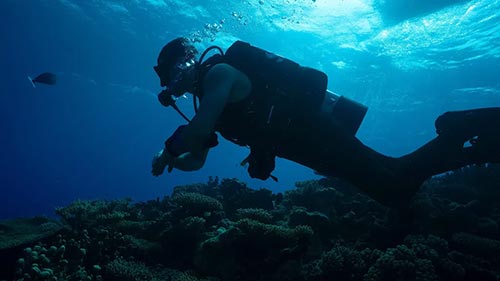 Expedition X: Atomic Sharks