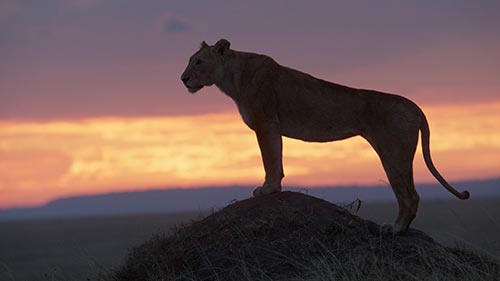 LION