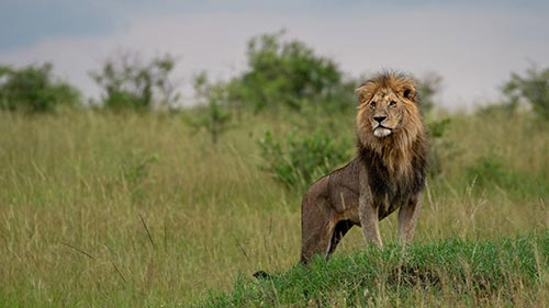 LION