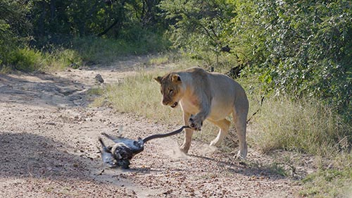 Seen on Safari