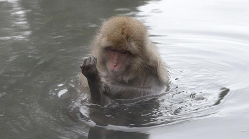 Japan's Wild Side